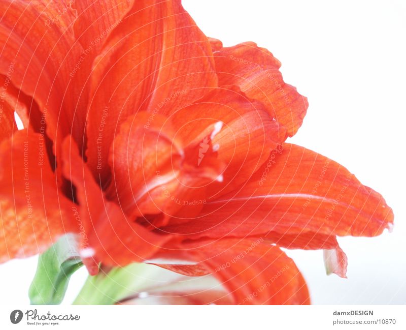 Blümschn Blume rot Natur Farbe