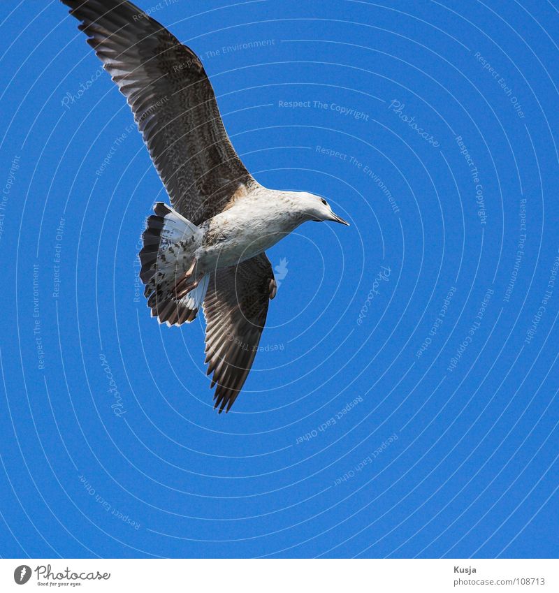 Der Parierkönig Vogel Möwe Türkei baumeln fahren flattern gleiten Jagd schleichen laufen Schweben Segeln weiß braun Schwanz fliegen durch die Luft schießen