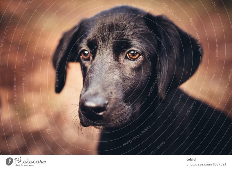 Amy Pt.5 Haustier Hund Tiergesicht Fell 1 beobachten glänzend kuschlig weich braun schwarz Labrador Ohr Schnauze Farbfoto Außenaufnahme Nahaufnahme Menschenleer