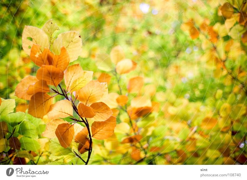 wer malt uns die blätter bunt? Natur Holzmehl gelb November Park Hintergrundbild Herbst Blatt Wald Baum Pflanze grün Oktober schön Strukturen & Formen Unschärfe