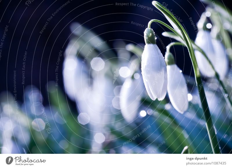 Schneeglöckchen Weißröckchen Umwelt Natur Landschaft Pflanze Urelemente Wasser Wassertropfen Frühling Winter Schönes Wetter Blume Blüte Wildpflanze Lilien Tau