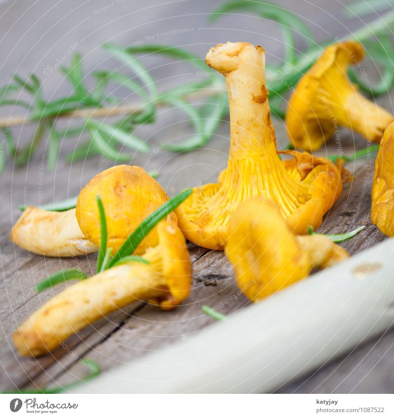 Pfifferlinge Pilz frisch roh ansammeln Vegetarische Ernährung Rosmarin Küchenkräuter Speise nah Nahaufnahme Gesunde Ernährung Essen Foodfotografie Gemüse Wald