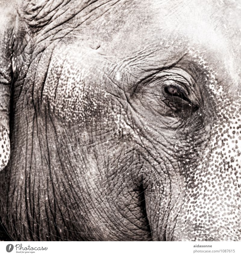Elefant Tier 1 Zufriedenheit Kraft Willensstärke Macht Mut Thailand Auge Rüssel Wildtier Farbfoto Außenaufnahme Menschenleer Tag