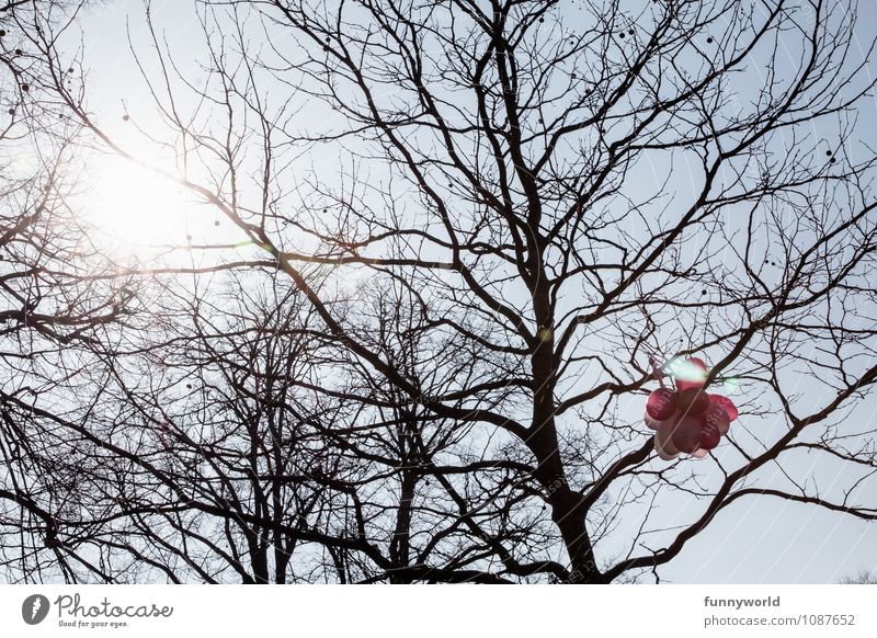 Luftballon vs. Sonnenschein Himmel Wolkenloser Himmel Winter Pflanze Baum Freude rosa Party Hochzeit Feste & Feiern kahl hängen unerreichbar Glück Farbfoto