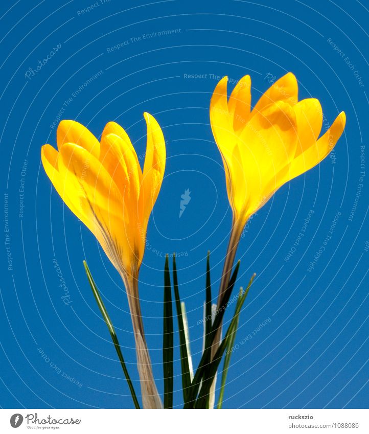 Goldbrokat-Krokus, Crocus, angustifolius, Natur Frühling Blume springen frei blau gelb Krokusse Krokusart Frühlingsblume Fruejahrsblume Frühblüher