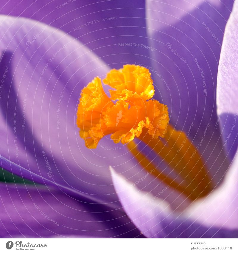 Gartenkrokus, Krokus, Crocus, Vernus, Pflanze Frühling Blume Blüte Blühend violett orange Krokusse Krokusart Frühlingsblume Frühblüher Knollengewächse
