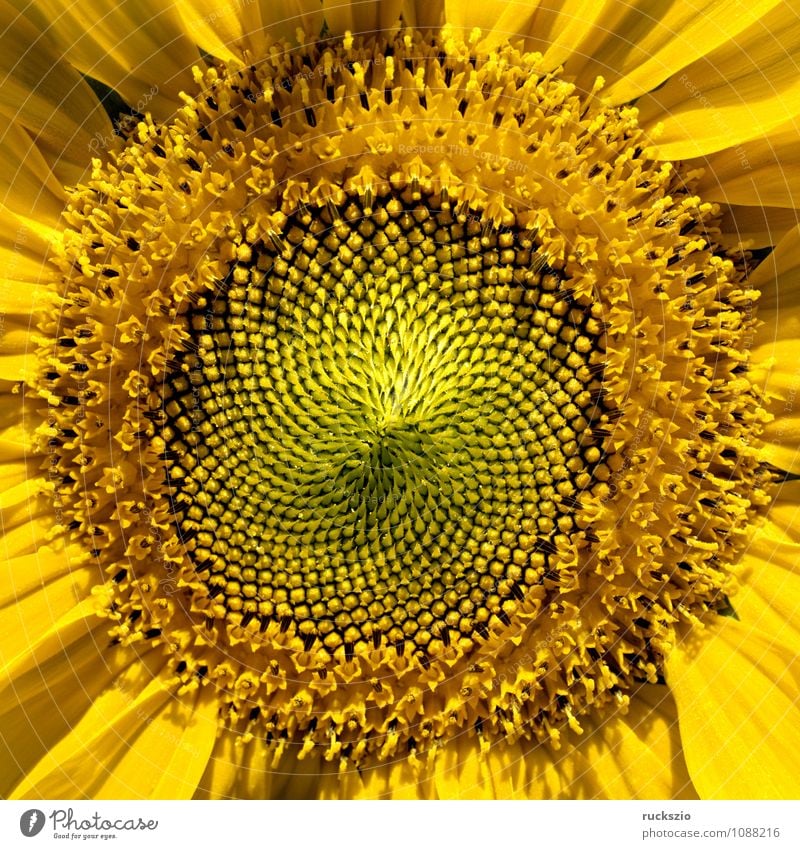 Sonnenblume, Helianthus, annuus, Oelpflanze, Natur Blume Blüte Wildpflanze gelb gold Energiepflanze Energiepflanzen Industriepflanzen Nutzpflanzen