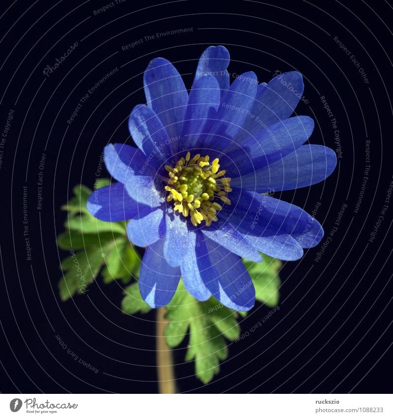 Strahlenanemone; Anemone; Blanda; Pflanze Blume Blüte Wildpflanze frei blau schwarz Knolle Zwiebel Anemonen Wiesenblume heimische Wildflora whitebox blackbox