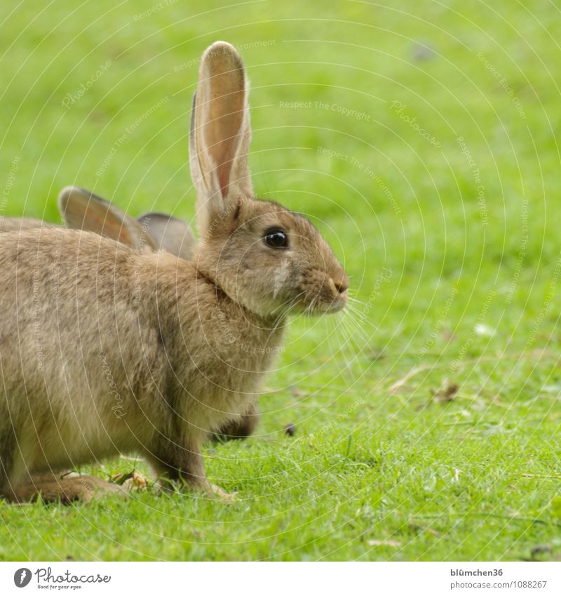 Löffel hoch!!! Tier Tiergesicht Fell Hase & Kaninchen Nutztier Nagetiere Osterhase Ohr Kopf Nase kuschlig natürlich braun Hasenohren Hasenpfote hören beobachten