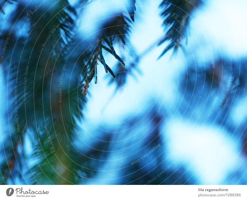 Zauberwald ruhig Umwelt Natur Baum Wald atmen entdecken einfach kalt stachelig trist blau grün Zufriedenheit Coolness Einsamkeit Erholung Farbfoto Außenaufnahme