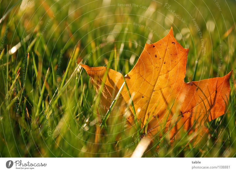 HerbstBlatt Wiese Morgen Makroaufnahme Nahaufnahme Rasen Sonne Seil Schäfentiefe autumn leaf sun meadow grass blau blue orange morning Friedrichshagen
