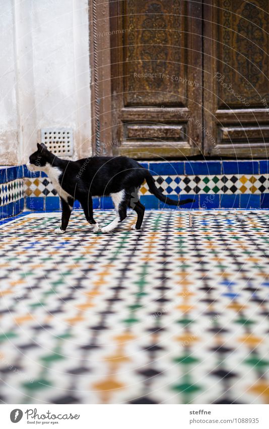 Tierisch gut: Katze Tür Haustier 1 exotisch Naher und Mittlerer Osten Marokko Fliesen u. Kacheln schwarzer kater Hauskatze Farbfoto mehrfarbig Außenaufnahme