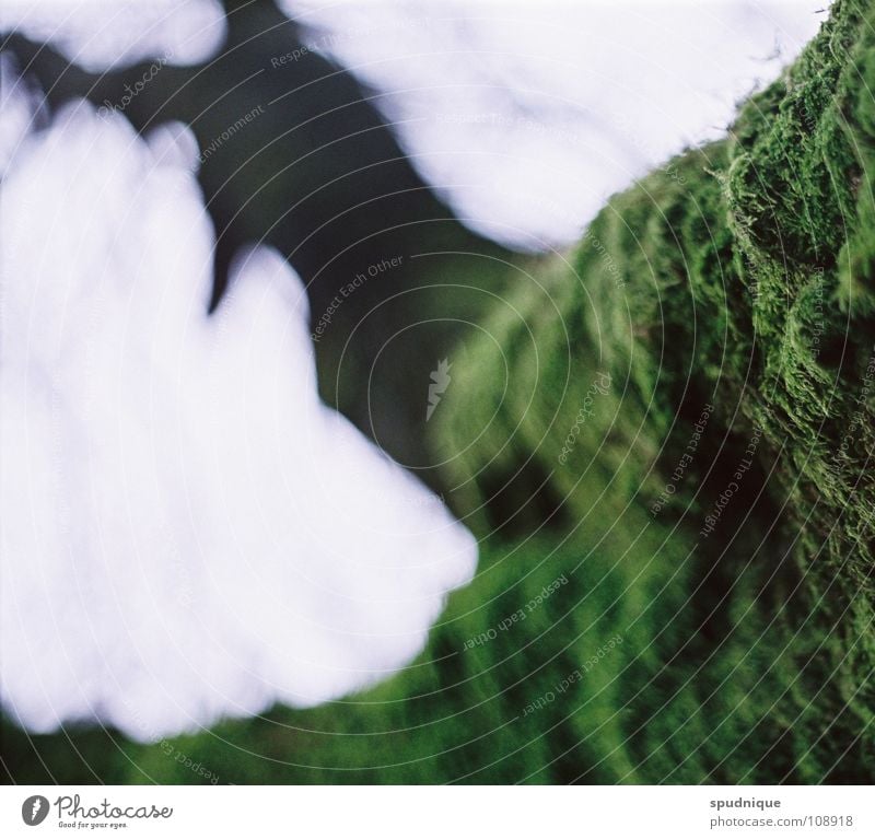 unrasiert Baum grün Nebel bewachsen Unschärfe frisch Makroaufnahme Nahaufnahme Herbst alt Ast Natur Detailaufnahme