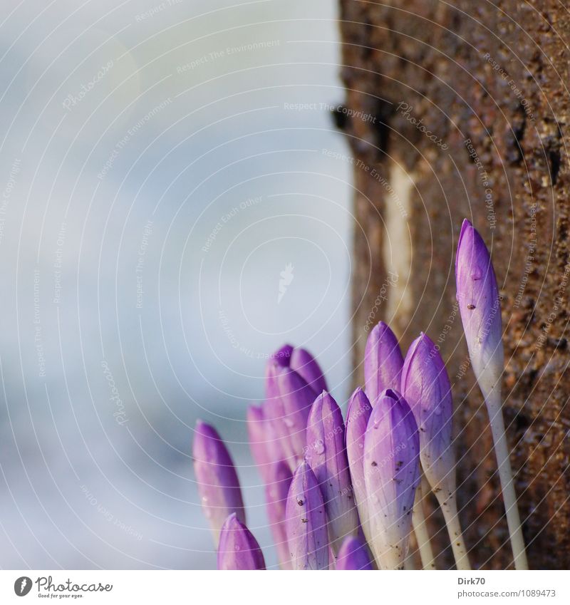 Noch mehr Frühling .... Sonnenlicht Klima Schönes Wetter Pflanze Baum Blume Blüte Blütenknospen Krokusse Baumstamm Baumrinde Kiefer Garten Park Blühend Wachstum