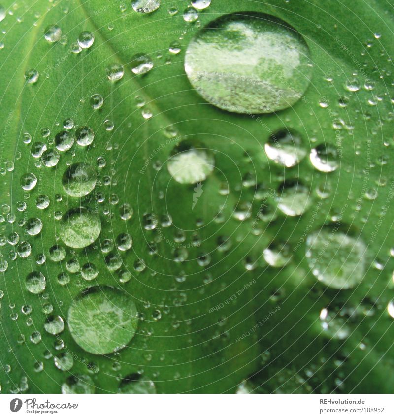 Dröpsche auf Blättsche // 2 grün Blatt nass feucht Gefäße hydrophob Wassertropfen weich Pflanze Makroaufnahme Nahaufnahme Sommer glänzend Regen Glätte xxee