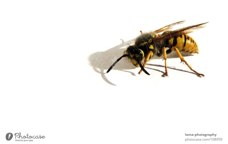 Kämpferisch Wespen Biene Hummel Insekt Facettenauge Fühler Angriff angriffslustig gefährlich kämpfen Tier gelb gestreift stechen Wespennest Gift Müdigkeit
