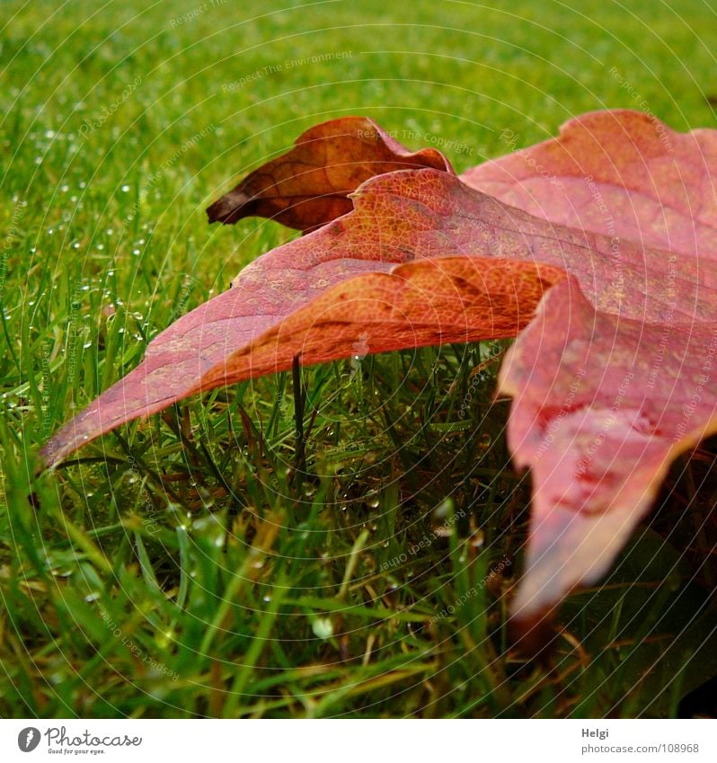 rot-grün... Herbst Blatt Weinblatt mehrfarbig Wiese Gras Halm vertikal stehen Morgen Tau nass Gefäße braun gelb Makroaufnahme Nahaufnahme Garten Park Farbe