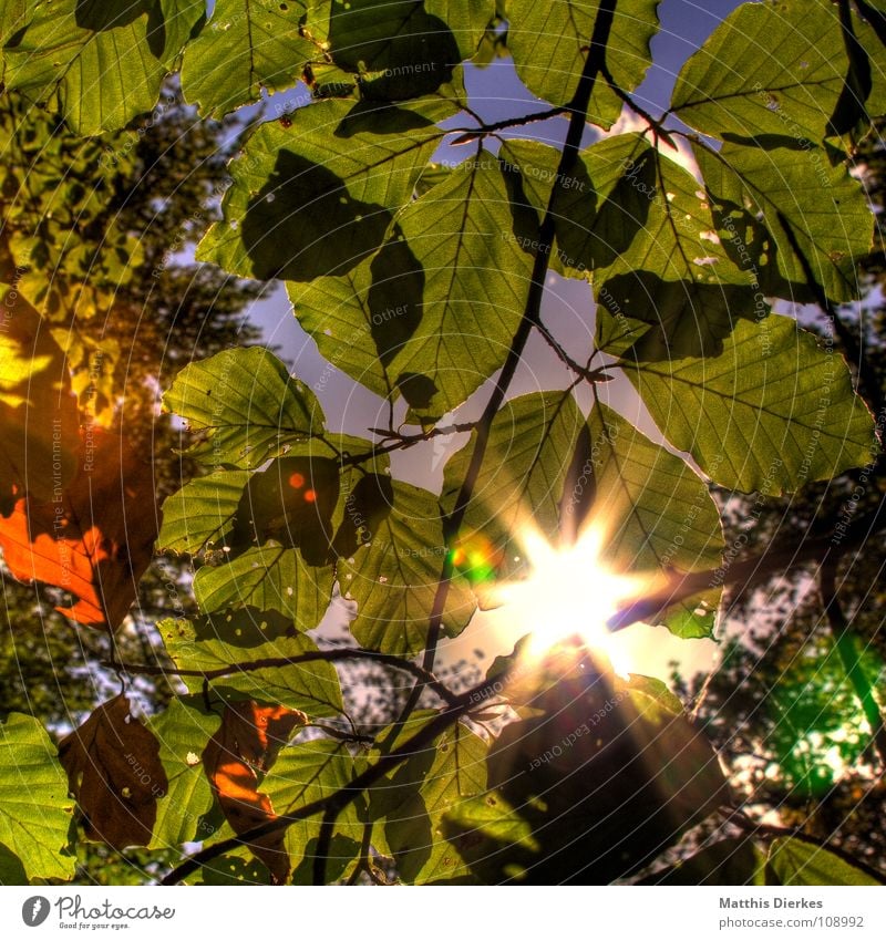 WALDLICHT Wald Baum Blatt Gegenlicht Licht blenden Herbst Frühling schick schön Waldlichtung Märchen Märchenwald Blende Blendeneffekt Schatten Biologie HDR