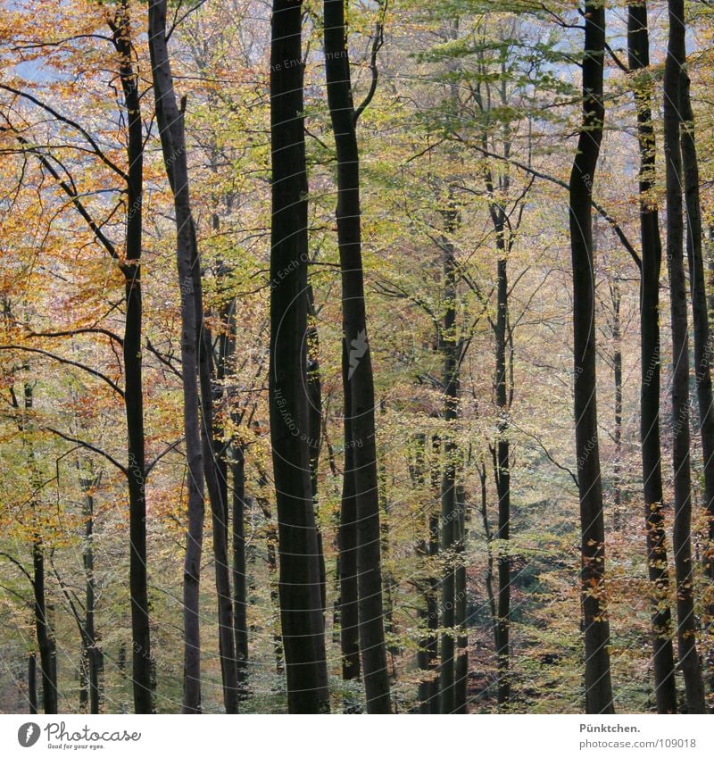 1001 Blatt Wald Laubbaum Farbenspiel mehrfarbig Herbst Holz Herbstwald Rohstoffe & Kraftstoffe Baumrinde grün braun rot gelb Jahreszeiten Oktober wandern kalt