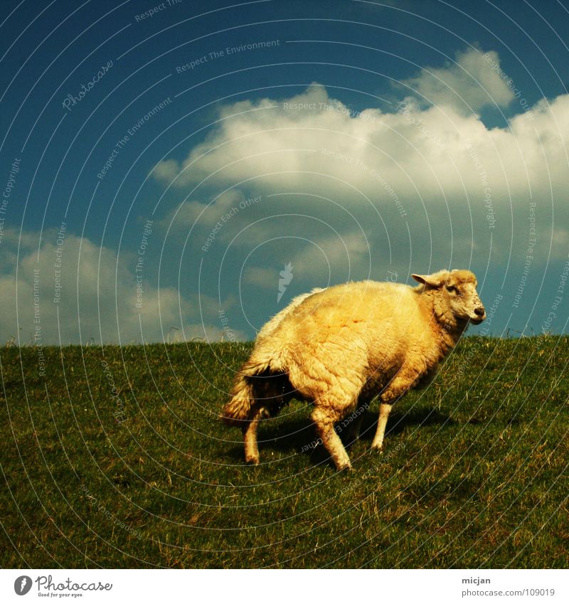 Nr. 5 urinieren Schaf Tier Vieh Wolle Wollknäuel Bauernhof gelb grün Wiese Wolken einzeln Einsamkeit Horizont Deich Gras mäh Gelbstich Nutztier nützlich