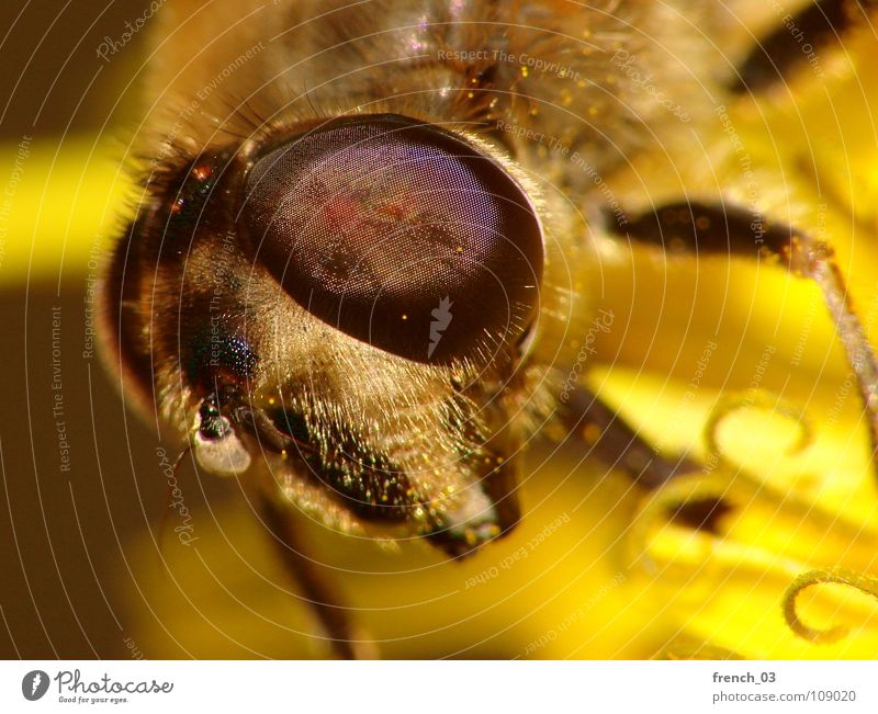 Eye(s) of a stranger Schwebfliege Facettenauge Beine gelb groß Licht Zweiflügler Insekt saugen Staubfäden Ekel Makroaufnahme Blick Monster Tier Nahaufnahme
