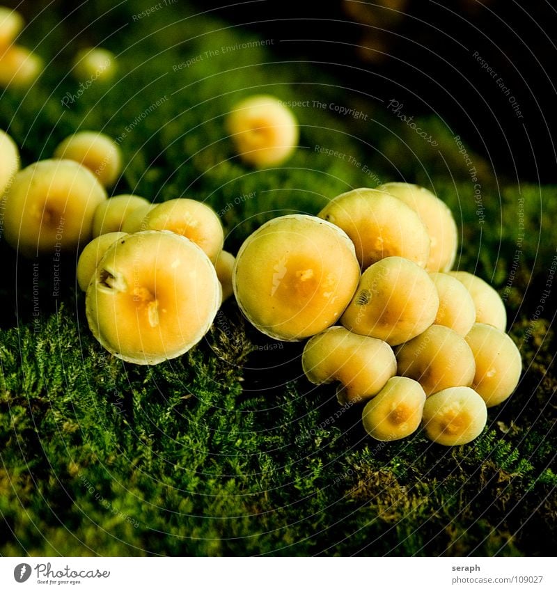 Symbiose Pilz Moos Sporen Flechten Natur mehrere Anhäufung Pilzhut Umwelt Pflanze Botanik Herbst herbstlich ökologisch mykologie Detailaufnahme Makroaufnahme