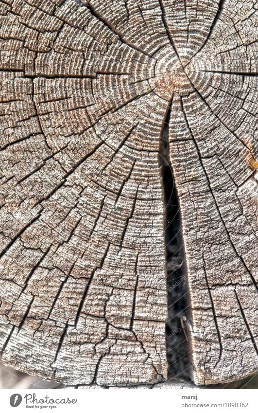 Ins Zentrum Jahrringe Baumstamm Jahresringe Holz Riss alt authentisch einfach verwittert Patina Farbfoto Gedeckte Farben Außenaufnahme Detailaufnahme