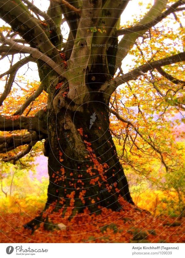 Herbsterwachen Baum Buche Blatt Wald mehrfarbig knallig Fee Schweiz schön Herbstwind Rascheln gelb rot braun kalt Nebel Farbe Natur Elfe sanft