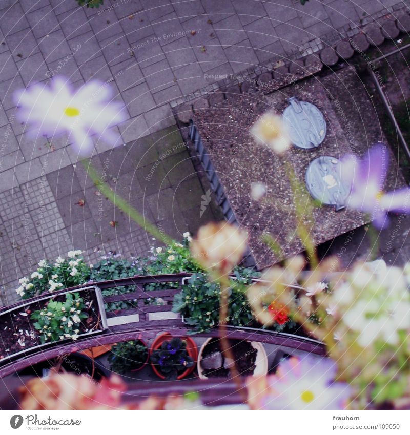 blümchenmauer Blume Balkon Asphalt grau Sommer oben tief blau Kopfsteinpflaster mülltonnendeckel herbst und winter Unschärfe verblüht