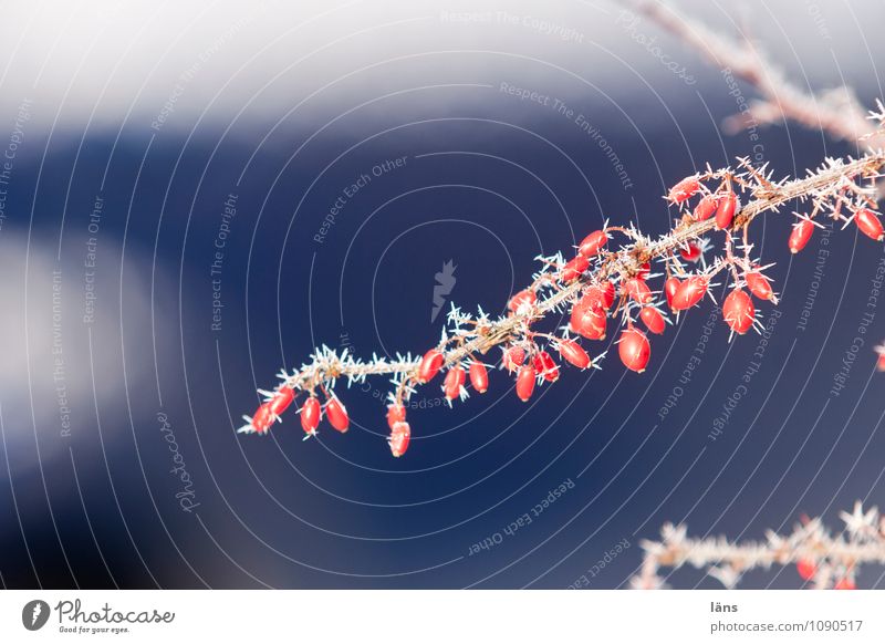 heiter bis frostig Umwelt Winter Eis Frost Pflanze Berberitze Garten bizarr einzigartig stachelig rot blau kalt Eiskristall Außenaufnahme Menschenleer