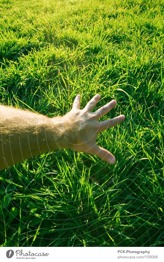die gras streichel hand Gras grün Hand Erreichen berühren Gefühle Halm Grünfläche Finger Botanik Haut Haare & Frisuren Verkehrswege recken Arme Körperteile
