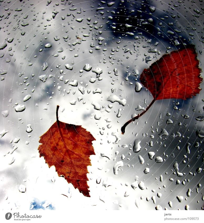 Herbstwetter schlechtes Wetter Blatt Herbstlaub Regen Wolken nass Himmel Vergänglichkeit Wassertropfen Gewitter jarts