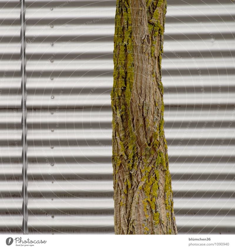 Wachstum... Pflanze Baum Baumstamm Robinie Moos Industrieanlage Fabrik Mauer Wand Fassade Holz Metall Optimismus Strukturen & Formen Linie Länge quer Wellenform