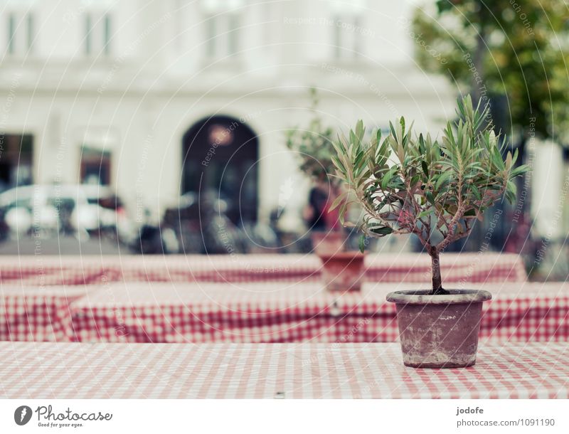 mediterranean feeling Stil Ausflug Gastfreundschaft Tisch kariert rot-weiß Pflanze Baum Zitrusfrüchte Biertische Klapptisch Straßenrand Tod Einsamkeit