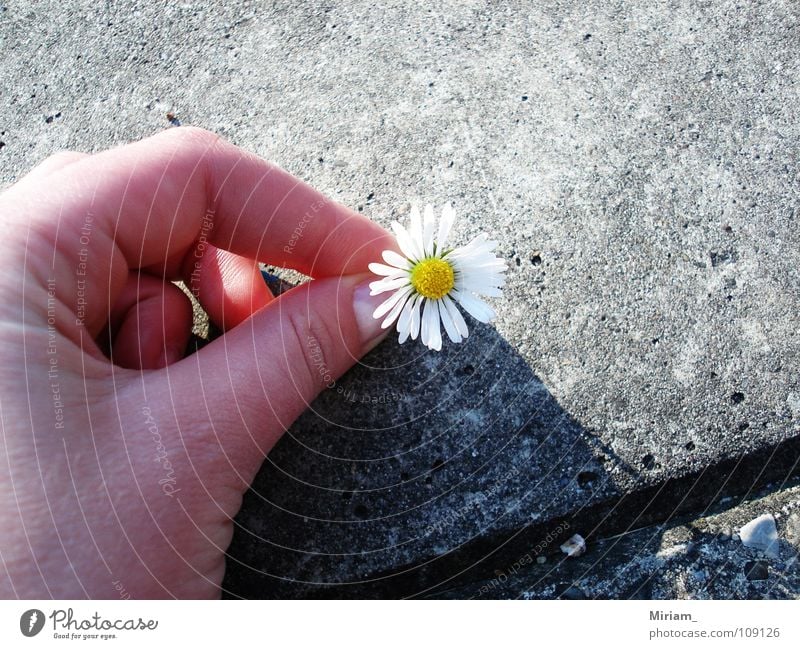 Kamille Sommer Blume schön süß Freundlichkeit Romantik Asphalt Wunder Freude Schönhet Natur nice Wetter Heilpflanzen Unkraut