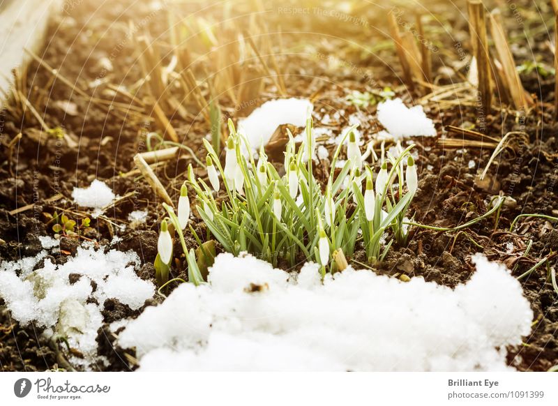 Eingeknickte Schneeglöckchen Winter Natur Pflanze springen Blume Schneefall Frühling bedeckt Sonnenlicht Sonnenstrahlen Frost Garten wintereinbruch
