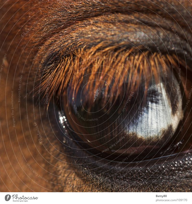 Einen Wimpernschlag entfernt... Pferd Pferdeauge weiß Blick entdecken Makroaufnahme Nahaufnahme Säugetier Lidfalte blau Fischauge Momentaufnahme