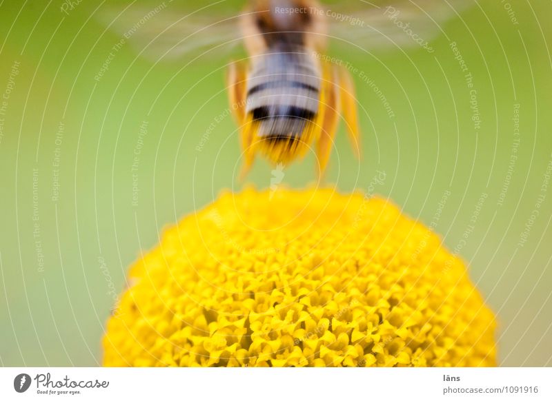 senkrechtstarter Umwelt Natur Pflanze Blüte Wildpflanze Fliege Biene 1 Tier Blühend fliegen außergewöhnlich natürlich Geschwindigkeit Beginn Entschlossenheit