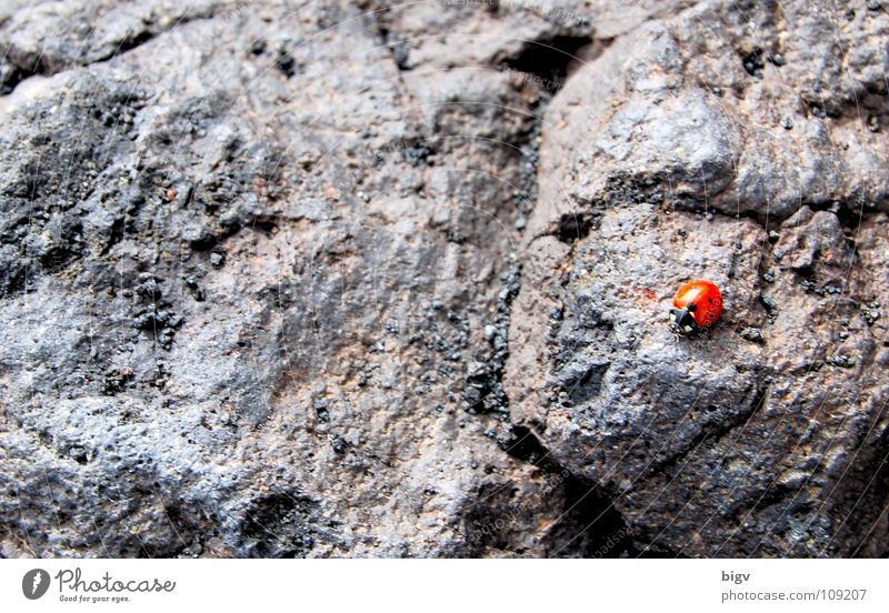 Käfer Vulkan Stein grau rot Lava Ätna Italien Marienkäfer halbkugeliger flugfähiger Käfer Farbfoto