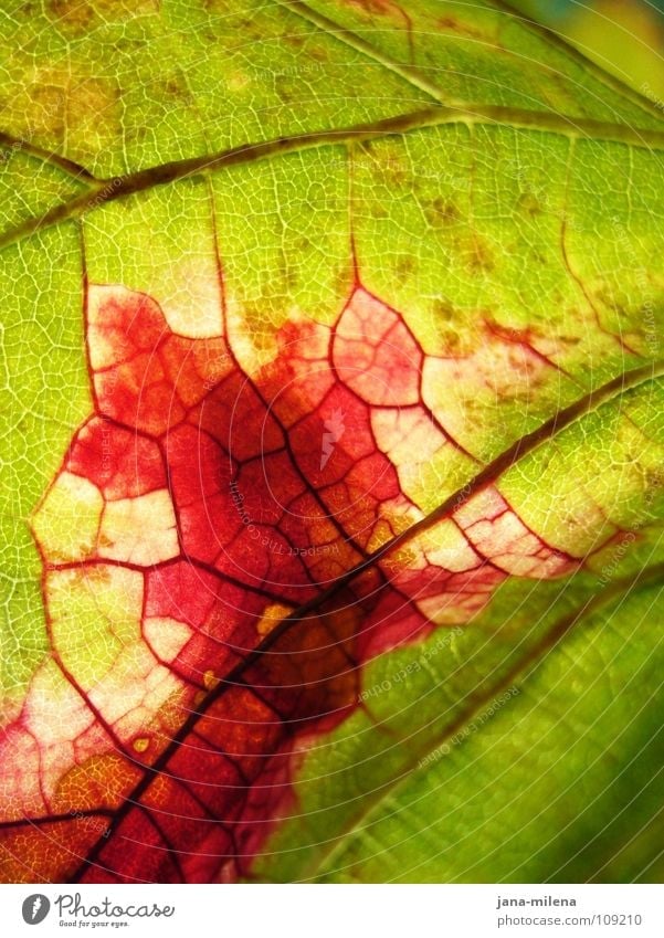 Revolutionäre Zellen (danke 9inchpixel) Blatt Weinblatt Blattadern Gefäße rot grün Herbst Licht rosa Herbstlaub Vergänglichkeit Natur Blut herbstlich Ernte