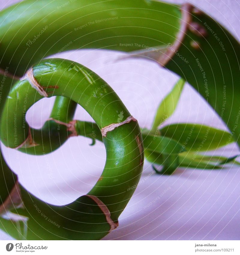 Das Streben streben grün Pflanze rund Spirale aufsteigen grasgrün Wendeltreppe Froschperspektive Geschwindigkeit hoch Turmbau Sportveranstaltung Konkurrenz
