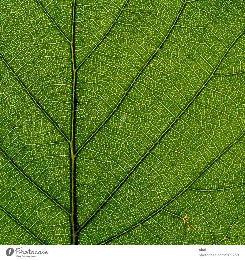 Das Blatt 22 Pflanze Urwald Südamerika Wildnis grün Botanik Pflanzenteile Kletterpflanzen pflanzlich Umwelt Sträucher krumm Gewächshaus Sommer himmelblau Blume