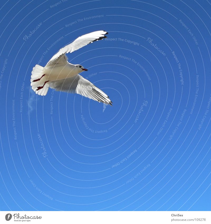 Grosse Freiheit: Silberkopfmöwe ( Larus novaehollandia ) Möwe Vogel Tier weiß grau schwarz Wolken himmelblau fliegen Federvieh See Meer Kondensstreifen Pups