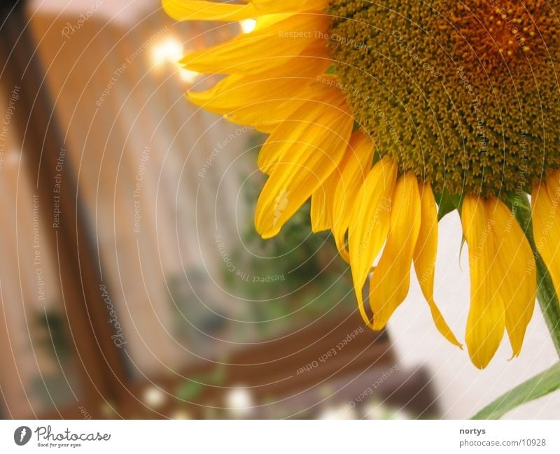 1/4 Sonne Sonnenblume Blume gelb Nahaufnahme Garten Close Up