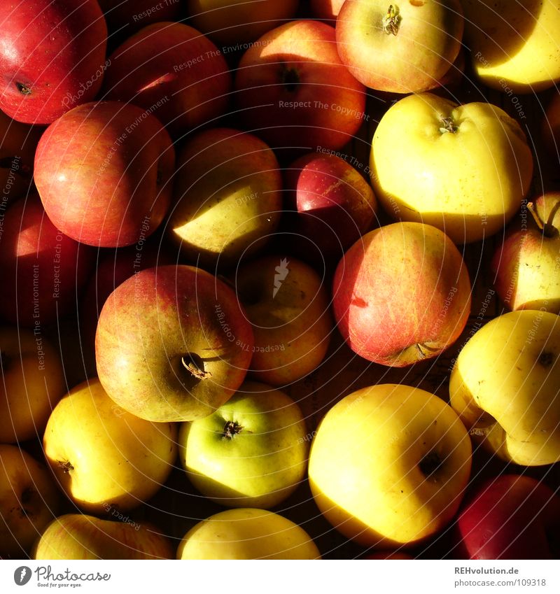 Äpfel Herbst mehrere Haufen rot gelb Futter Baum Apfelbaum Erntedankfest Sünde süß lecker Frucht Gesundheit Schatten viele mengem rotbackig Ernährung Fallobst