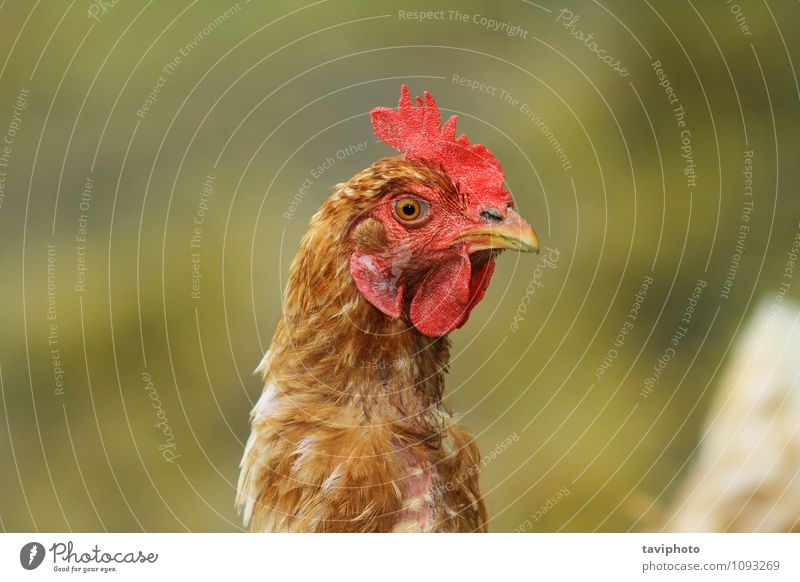 Porträt einer braunen Henne Fleisch Gesicht Frau Erwachsene Natur Tier Vogel stehen natürlich grün rot Pute Hähnchen Federvieh Bauernhof Kopf Ackerbau