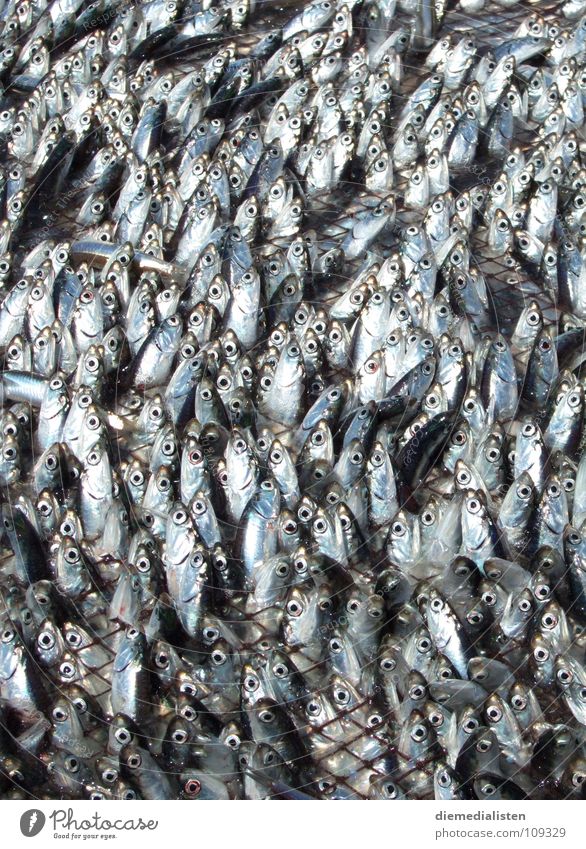frisch fisch Fischereiwirtschaft Sardinen Angeln Muster Panik Tier Fischnetz tierquälerei schleppnetz Tod Ende Angst Netz Netzwerk