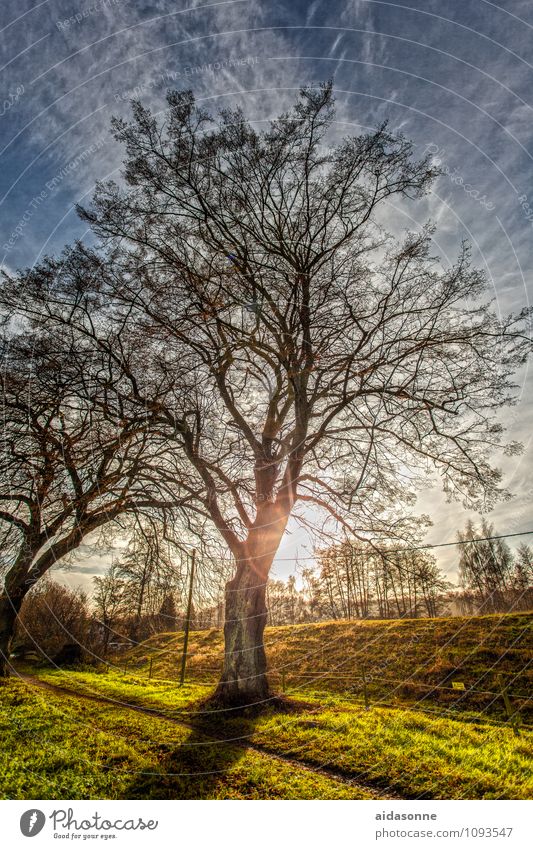 Baum im Gegenlicht Natur Landschaft Pflanze Himmel Wolken Sonne Sonnenlicht Winter Schönes Wetter Zufriedenheit achtsam Vorsicht Gelassenheit ruhig HDR
