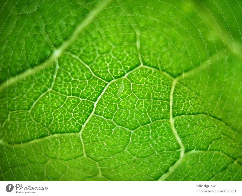 Knallgrün ;o) Blatt Physik fein Geäst Sonnenblume Pflanze Biologie frisch grasgrün saftig Gärtner Sommer Perspektive Ranke gedeihen Wachstum aufgehen Blühend