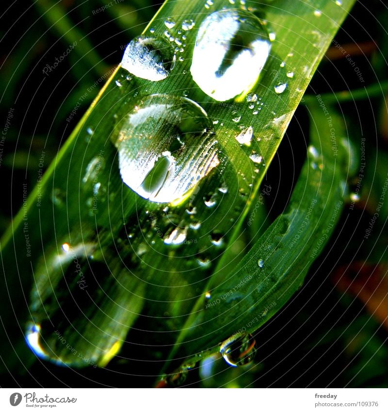 ::: Rain down on me 2 ::: nass Regen Wassertropfen feucht rund Hintergrundbild nah Photosynthese grün Blatt Götter Pflanze hellgrün Gefäße Niedersachsen Urwald